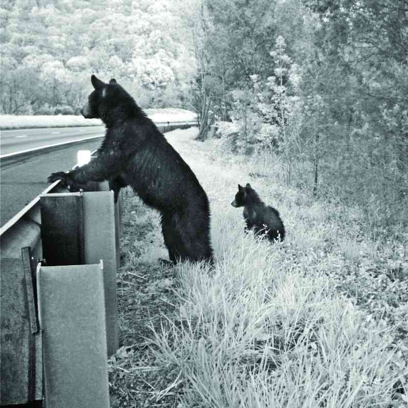 Bear and cubs standing at guardrail