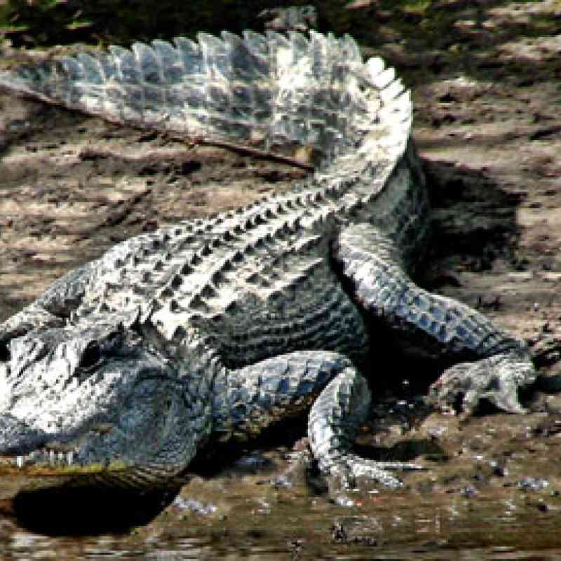 alligator, © Dolores Rose