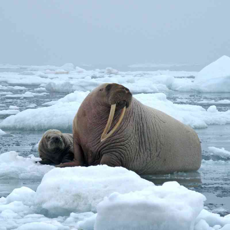 Walrus resting on ice